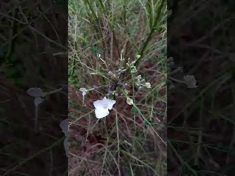 アジサイは水をやりすぎました、何を保存すればよいですか、どうやって回復できますか