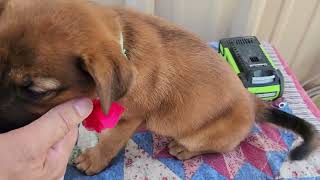 Video preview image #1 Black Mouth Cur Puppy For Sale in Bandera, TX, USA