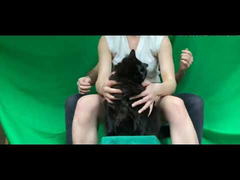 Funny videos.A man makes CGI video using his cat.Daily internet video.