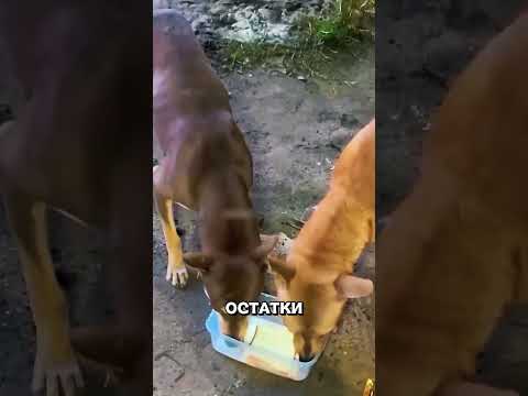 Пёс просил о чуде, о котором он НЕ знал😢🔥🐕