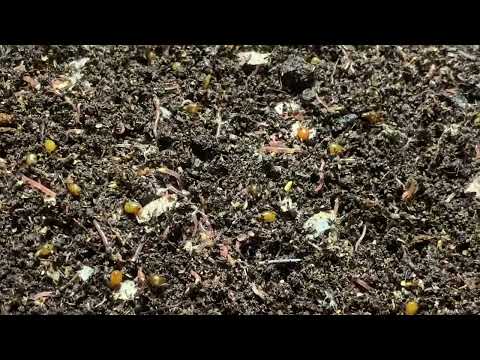 Worm Cocoons Hatching - Louisiana Worm Farmer