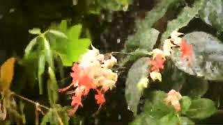 Download lagu udan kangen Gandhi Gendon mp3 Download lagu udan kangen Gandhi Gendon mp3