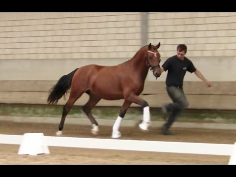 3. Ponyforum Hengsttage DAUERBRENNER v. Dankeschön - Heidbergs Nykwist