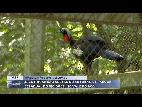 Conservação e biodiversidade: Jacutingas são soltas no Parque do Rio Doce.