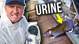 Get rid of RAT URINE SMELL...in under 3 minutes!
