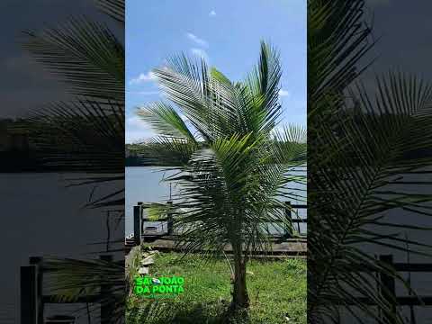 "Você já ouviu falar em São João da Ponta, no Pará? 🌿
