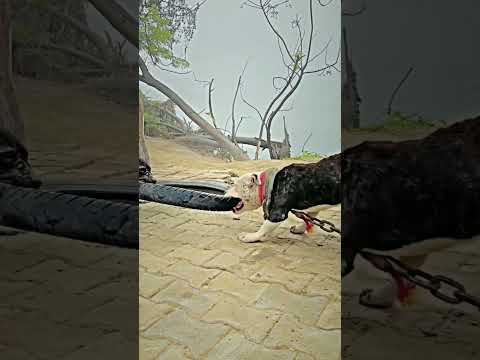 #doglove #puppylife #dogsofig #cutedogs #dogmom #puppyoftheday #dogs_of_ #puppygram #petstagram #pet