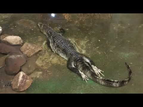 La Città  della Domenica e il rettilario - Perugia