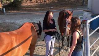 The Energy Field Between You and Your Horse