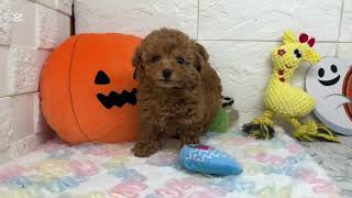 タイニープードルの動画01