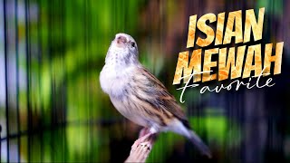 Download lagu MATERI CENGKOK ISIAN MEWAH MERDU ! MASTERAN KENARI ISIAN BLACKTHROAT GACOR DURASI PANJANG SYAHDU mp3