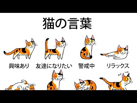猫がする5つの面白いこと