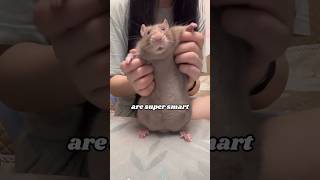 Download lagu You donβt know the flower rat #animals #heartwarmingpets #petswildatheart mp3 Download lagu You donβt know the flower rat #animals #heartwarmingpets #petswildatheart mp3