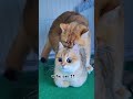 Kucing Kawin Bikin Greget
