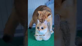 Download lagu Kucing Kawin Bikin Greget mp3