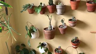 How to mount your houseplants to your wall
