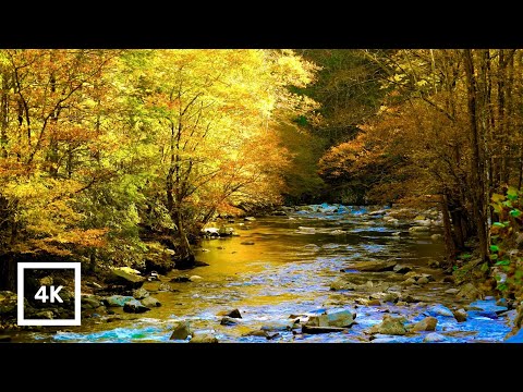 4K Autumn Forest River Ambience | Gentle Creek & Nature Sounds | Relaxing for Sleep