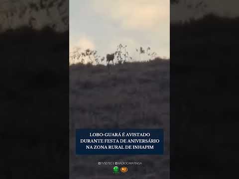 LOBO-GUARÁ É AVISTADO DURANTE FESTA DE ANIVERSÁRIO NA ZONA RURAL DE INHAPIM