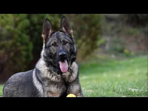 Victory Vamoz Bohemia - defence