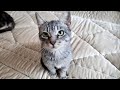 5 Hungry Kittens Meowing Loudly For Food Cute Kittens