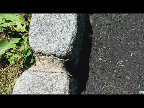 Two Ants Carrying a Snack Back to Their Colony in Parlin, NJ