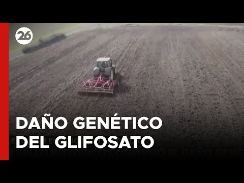 ARGENTINA – SANTA FE | La Corte Suprema confirmó el DAÑO GENÉTICO del GLIFOSATO