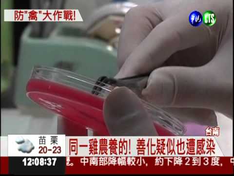 官田雞場驗出H5N2 疫情恐擴散