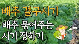 배추를 묶어주는 이유와 결구의 관계. 배추를 빨리 묶어준다고 결구에 도움이 되지 않습니다!!