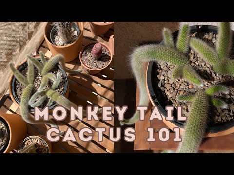 My FAVORITE Plant - Monkey Tail Cactus Tips, Tricks and Care 🌵