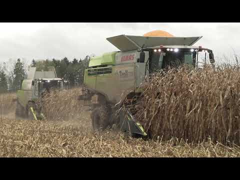 Maisernte in Aukofen - Lohnunternehmen Troll mit Claas Lexion 770 TT und Tucano 560