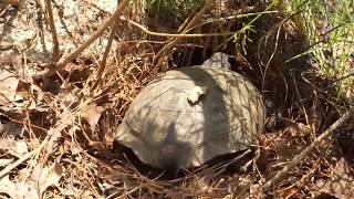 The Tortoises of Ashton Biological Preserve