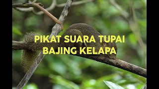 Download lagu PIKAT SUARA TUPAI / BAJING KELAPA UNTUK BERBURU mp3
