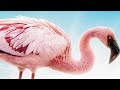 The Crimson Wing Mystery Of The Flamingos DVD 2010 Opening