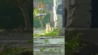 Download lagu STORY WAπ| VIDEO KUCING SADπ| LAGU TAKE ME HOME, mp3 Download lagu STORY WAπ| VIDEO KUCING SADπ| LAGU TAKE ME HOME, mp3
