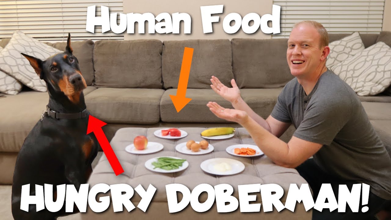 10 Human Foods Your Dog Can Eat - A Taste Test!