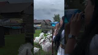 Une femme qui gobe des dindes