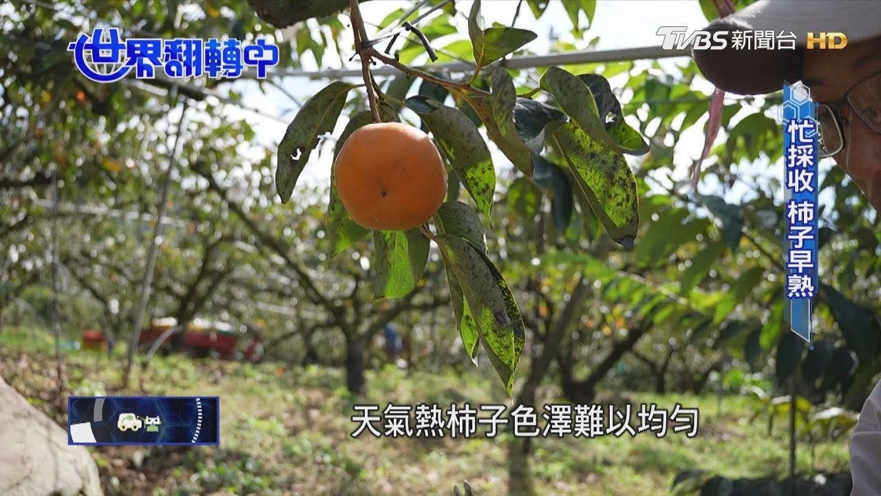 極端氣候!甜柿只能往高海拔遷 水稻測試耐39度高溫