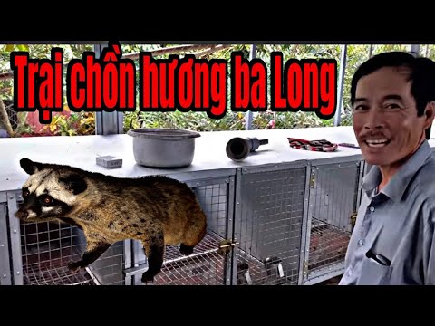 , title : 'Độc Lạ Trang Trại Chồn Hương Giống ( Hồ Ly Tinh ) Lớn Nhất Tại Vĩnh Long | Khương Nhựt Minh'