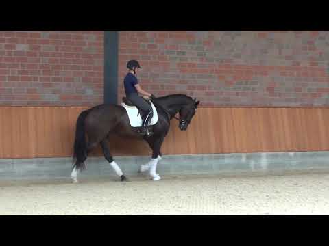 Hof Brüning - Liberty v. Grey Flanell - Jazz, Wallach, geb. 2016