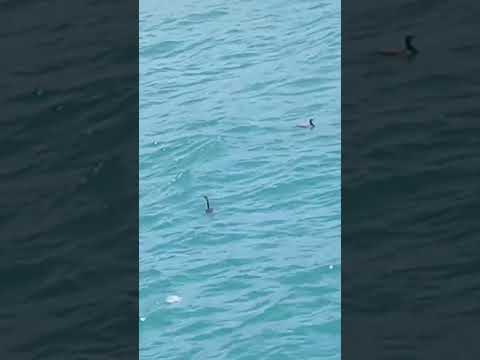 Cosas que pasan en la playa en Tela atlantida
