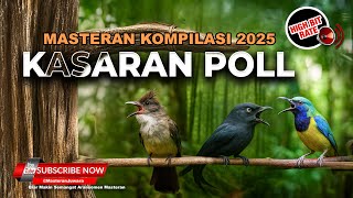 Download lagu Full Kasaran Cucak Cungkok Super Gacor Vs Cucak Jenggot Beset Breen Grejaan vs Srigunting Abu Gacor mp3