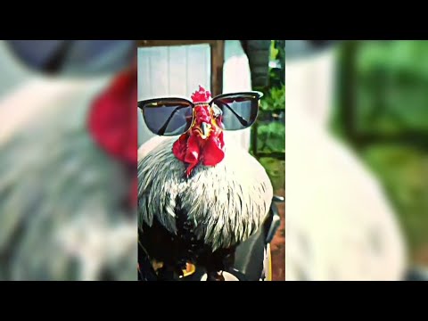 Phonkha x zecki - Slaughter house (chicken with drip edit)