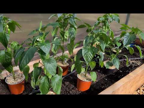 18 maj 2022 paprikorna sätts ut i växthuset.