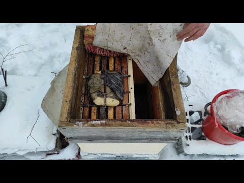 Пчеловодство. Зимняя ревизия раздаю пчёлам канди. Землеройки грабят пасеку. #Пчеловодство  #Канди