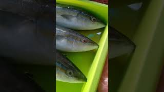 Download lagu Lagi Hittt ini olahan ikan salmon cocok dimasak apa saja #shorts hanya di loli ikan segar mp3