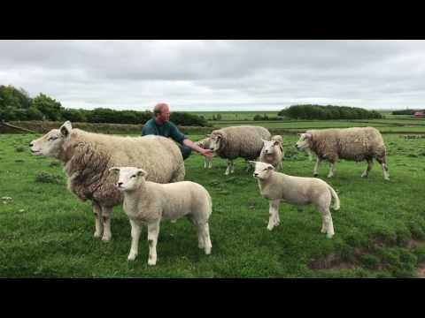 , title : 'Economisch Texel deel 1: Jan Willem Bakker over schapen'