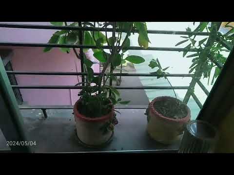 Miss sriyanka. Nature video. New. Thank you.