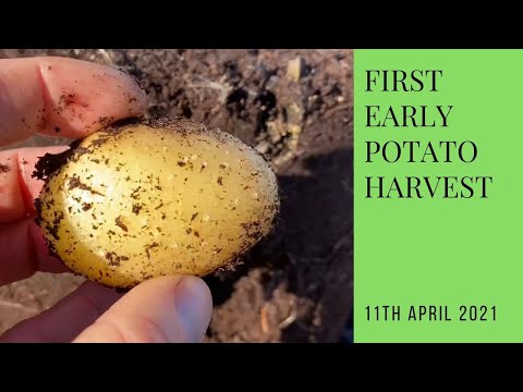 , title : 'First early potato reveal | new potatoes in April'