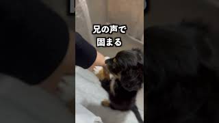 弟に一目惚れしてから初日の夜まで