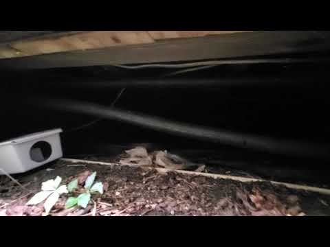 Missing Crawl Space Door is an Invitation for Mice in Keansburg, NJ